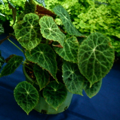 B. goegoensis
